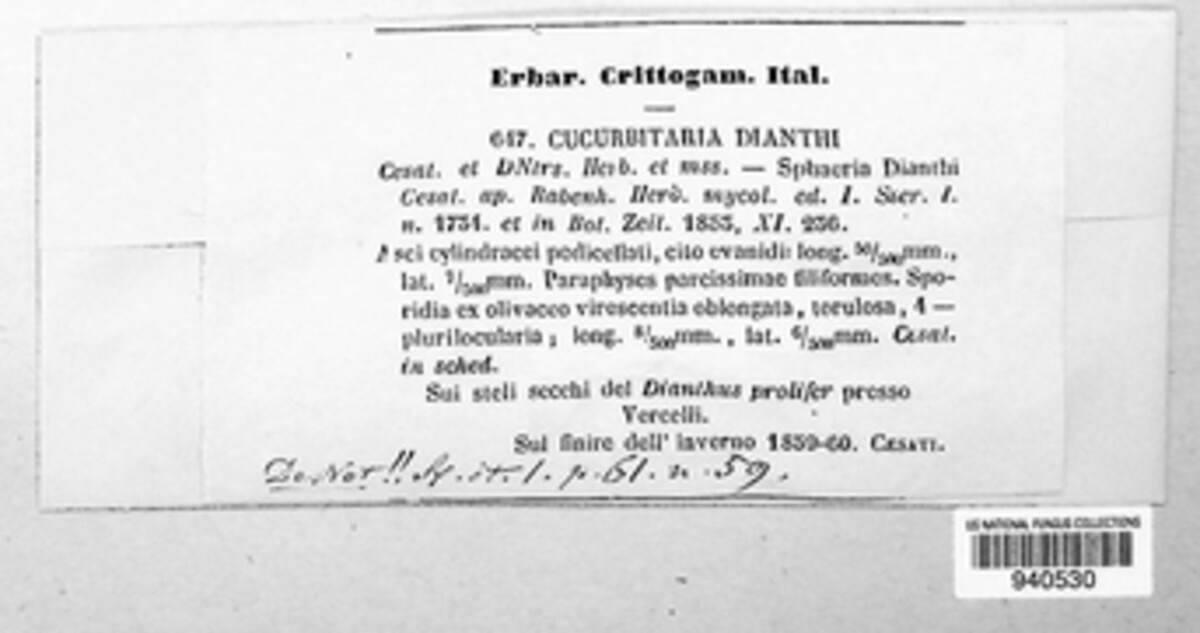 Cucurbitaria dianthi image